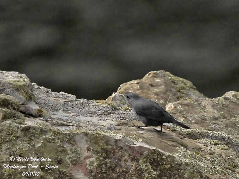 BLUE ROCK THRUSH male