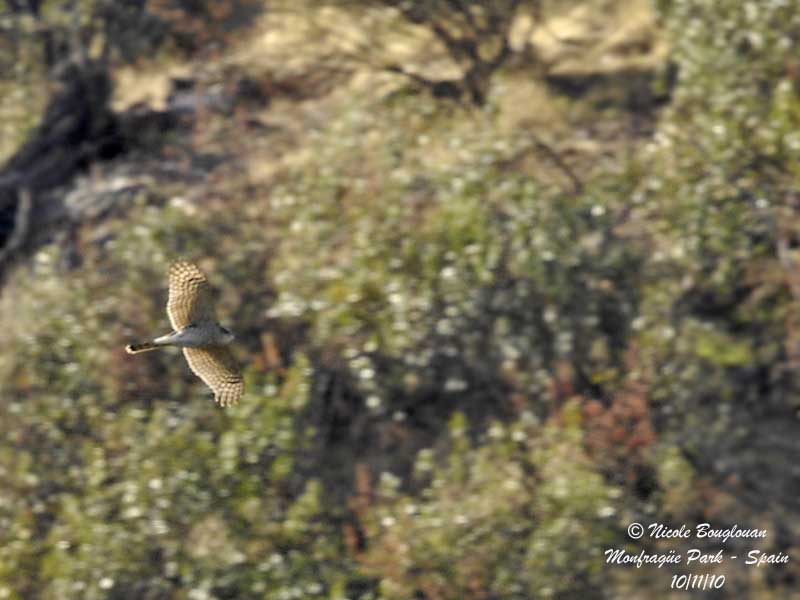 Eurasian Sparrowhawk