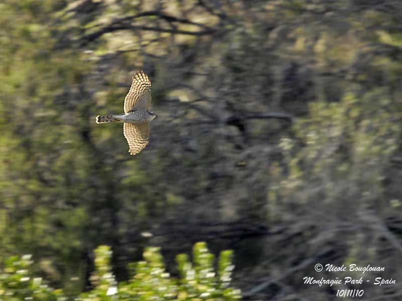 Eurasian Sparrowhawk