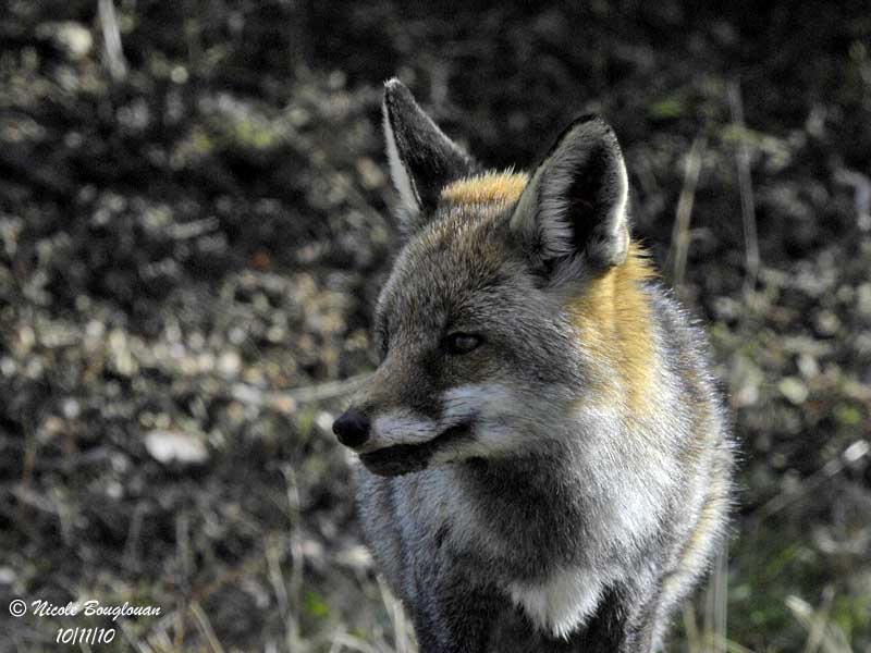 Vulpes vulpes