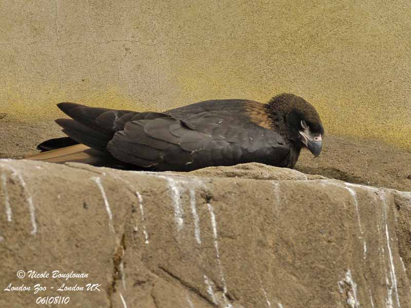 STRIATED CARACARA immature