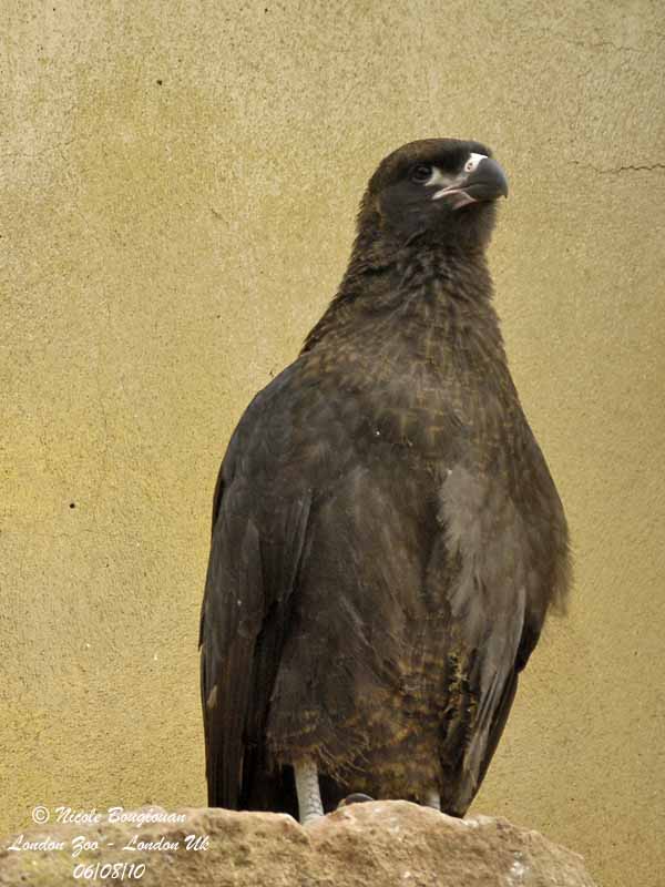 STRIATED CARACARA immature