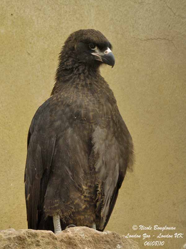 STRIATED CARACARA immature