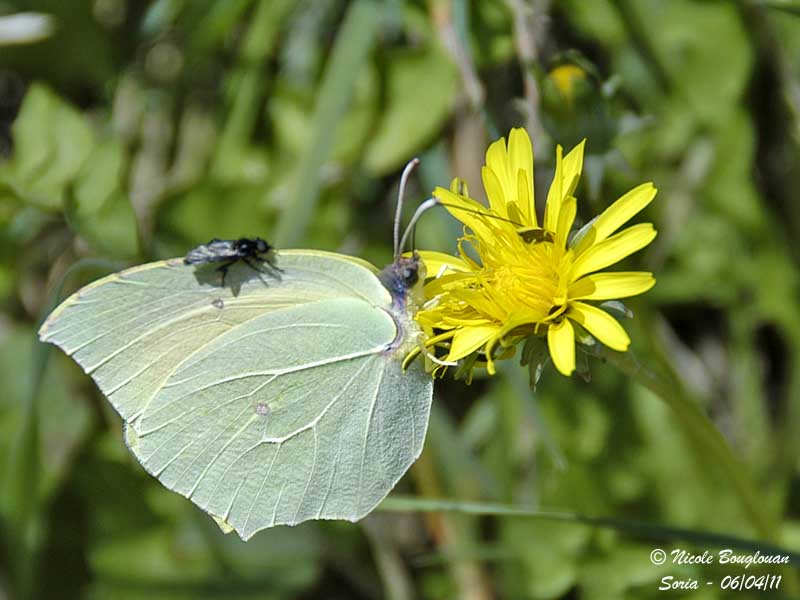 CLEOPATRA - GONEPTERIX CLEOPATRA - CITRON DE PROVENCE