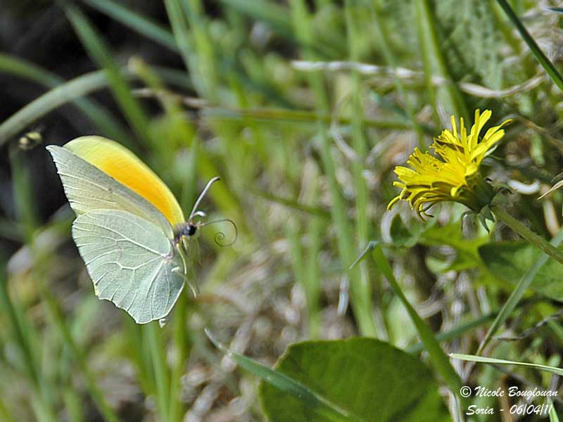 CLEOPATRA - GONEPTERIX CLEOPATRA - CITRON DE PROVENCE