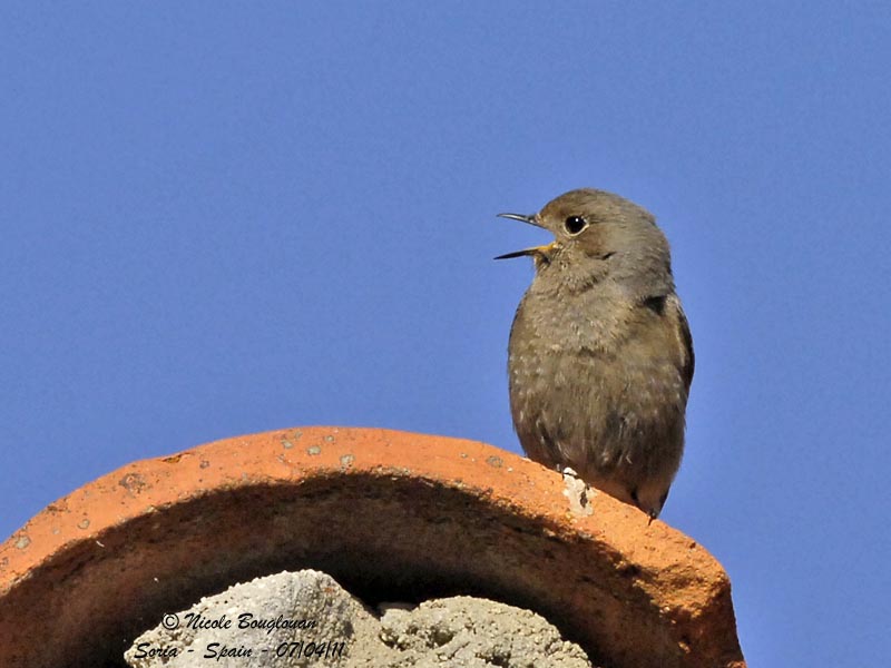 Black Redstart - Phoenicurus ochruros - Rougequeue noir