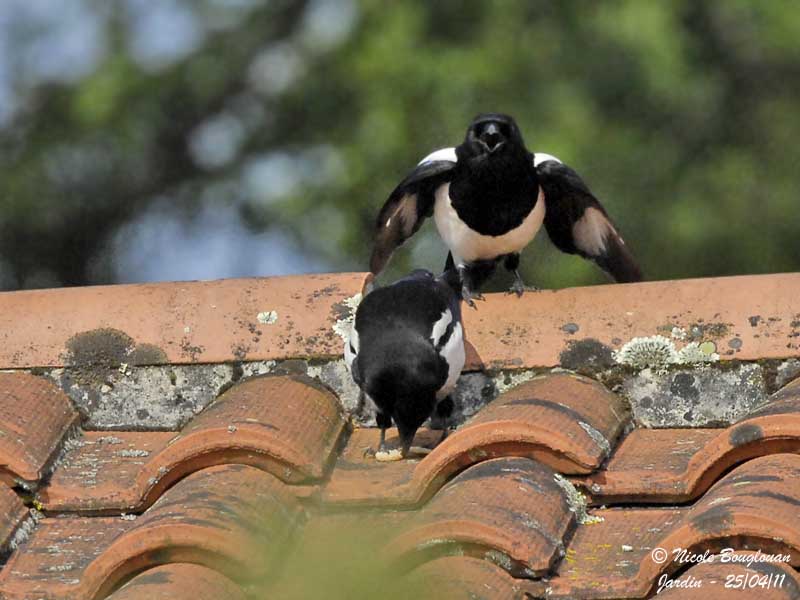 Eurasian Magpie feeding young