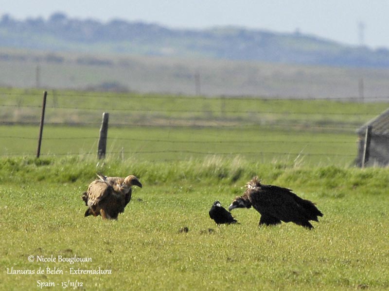 Cinereous Vulture 