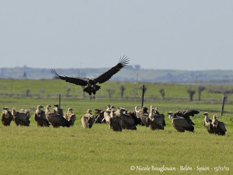 Eurasian Griffon Vultures at food sources and Cinereous Vulture landing