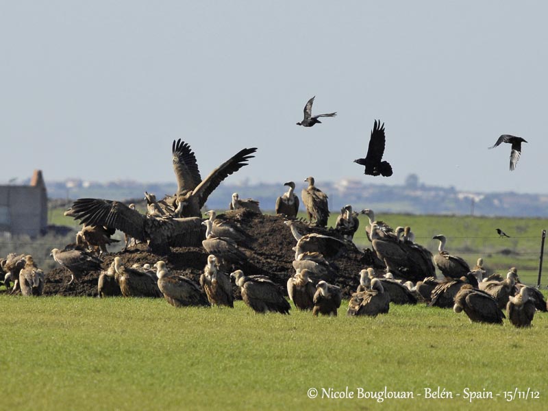 Eurasian Griffon Vultures at food sources with Common Ravens