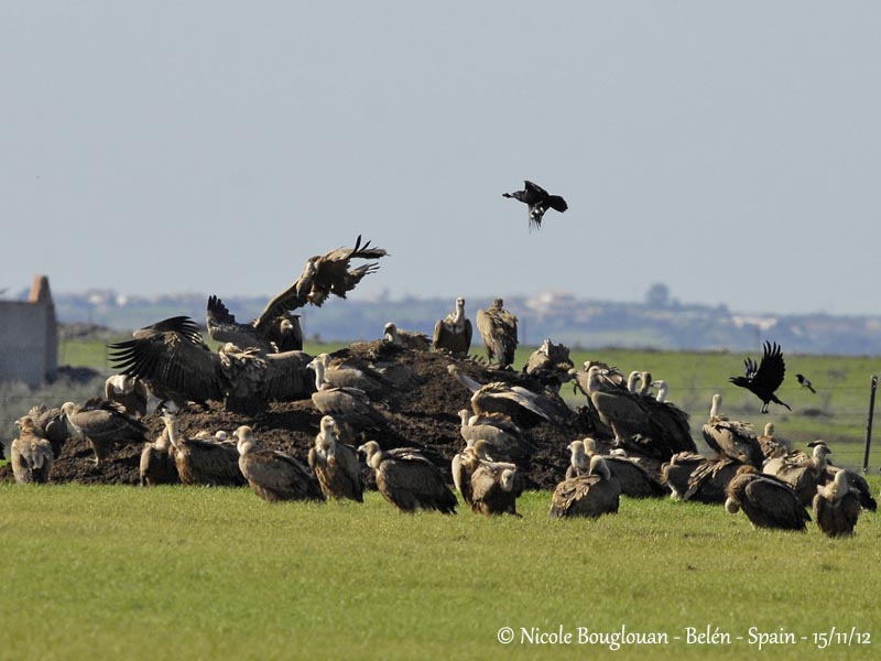 Eurasian Griffon Vultures at food sources With Corvid species