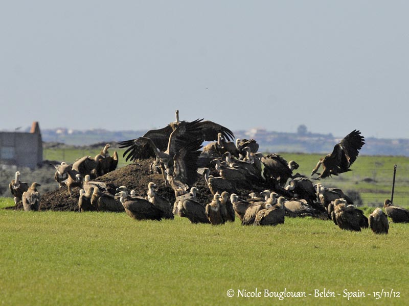 Eurasian Griffon Vultures at food sources