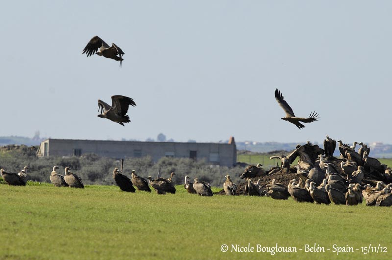 Eurasian Griffon Vultures at food sources