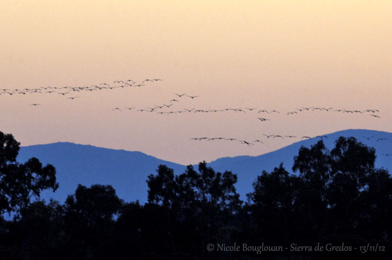 Common Cranes - Sierra de Gredos - Back to roost