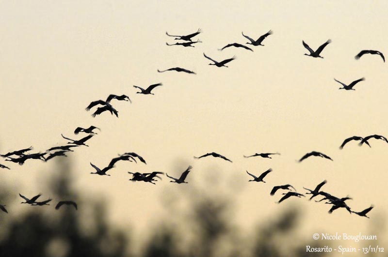 Common Cranes - Back to roost