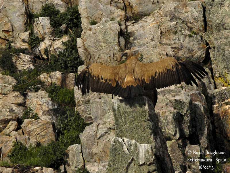 Eurasian Griffon Vulture drying its wings