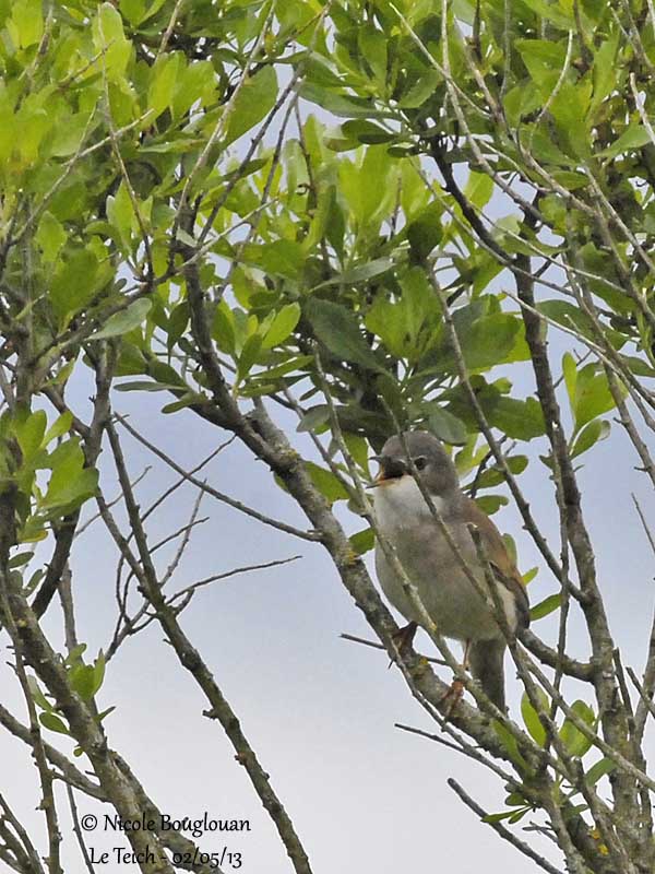 Common Whitethroat 