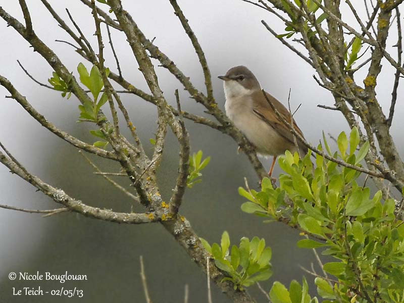 Common Whitethroat 