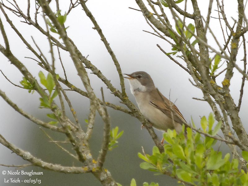 Common Whitethroat 