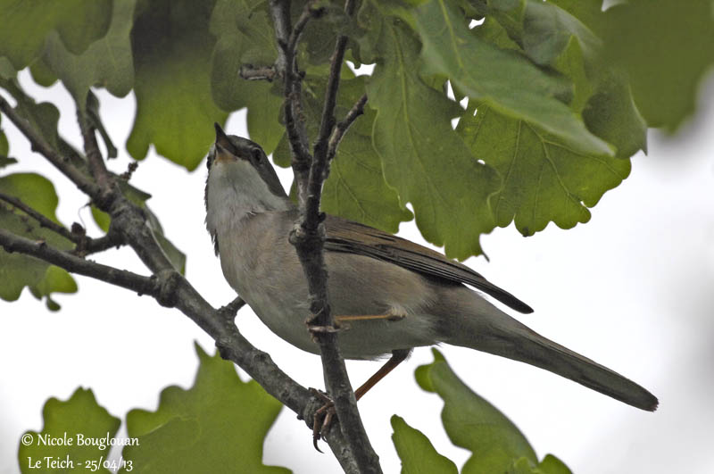 Common Whitethroat 