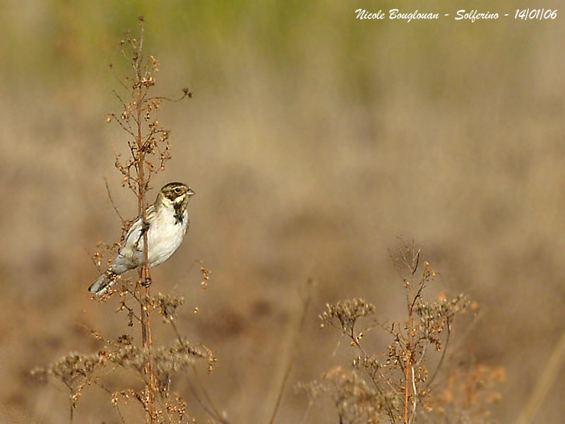 COMMON-REED-BUNTING