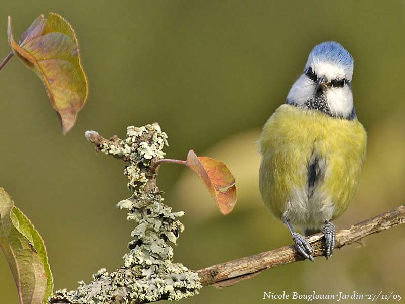 BLUE-TIT