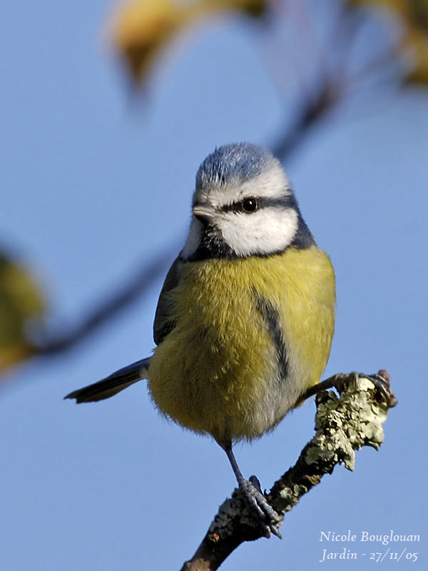 BLUE-TIT