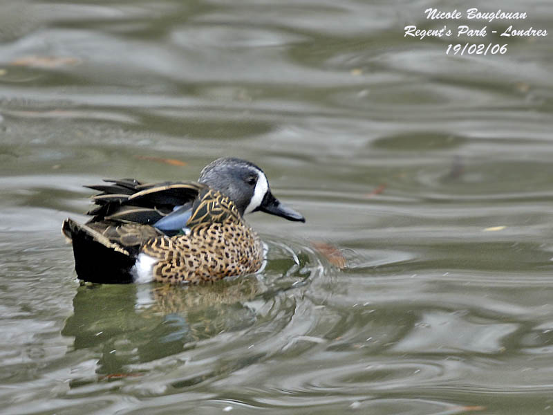BLUE-WINGED-TEAL-male