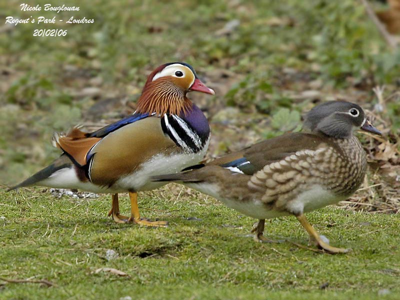 MANDARIN-DUCK-pair