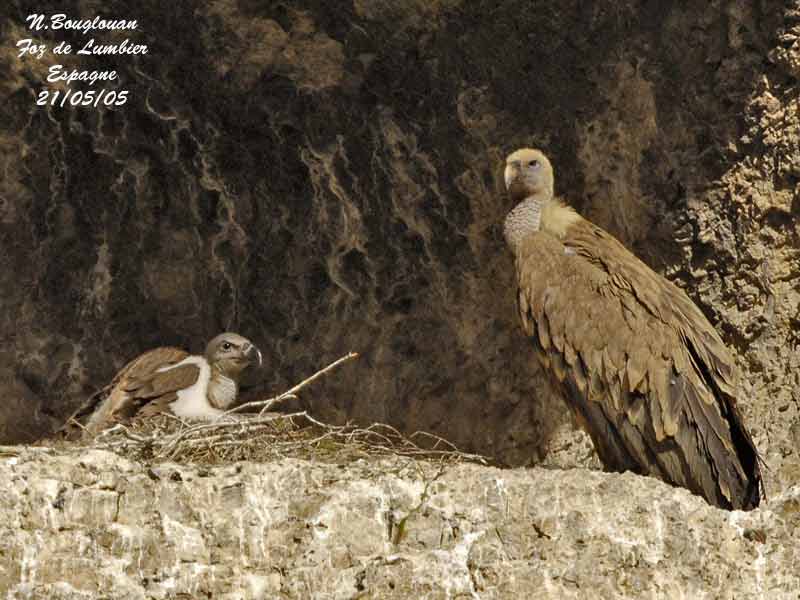 EURASIAN-GRIFFON-VULTURE-nest
