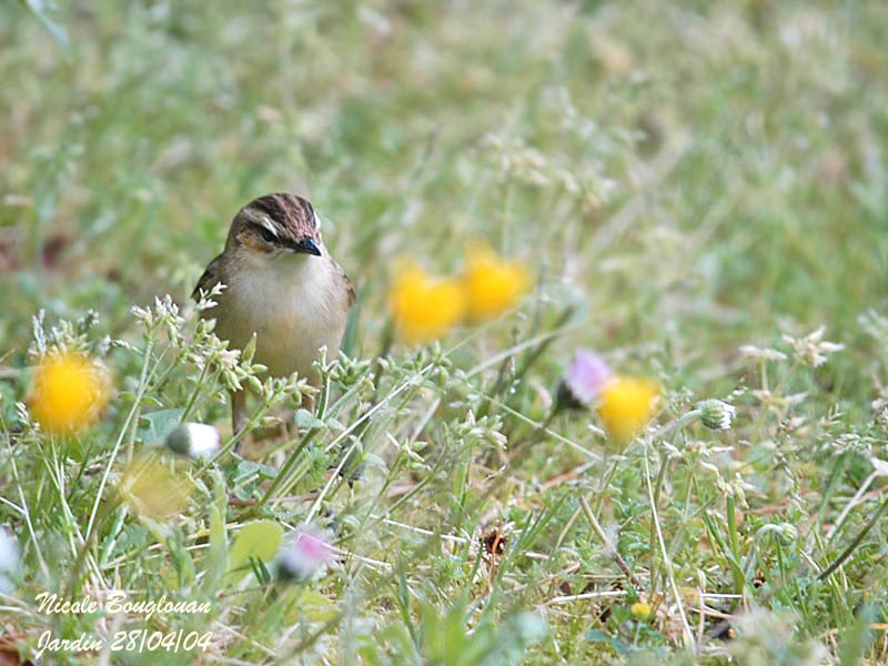 SEDGE WARBLER - ACROCEPHALUS SCHOENOBAENUS - PHRAGMITE DES JONCS