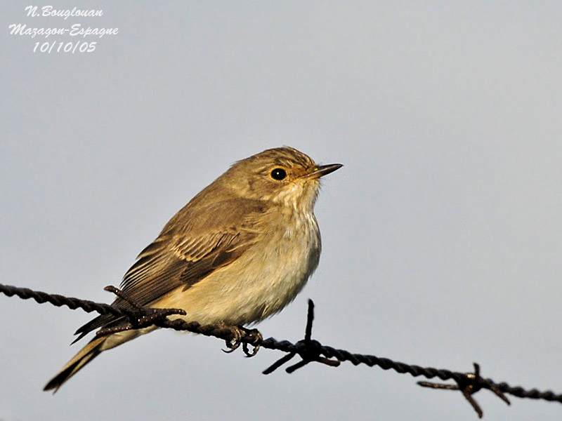 SPOTTED-FLYCATCHER