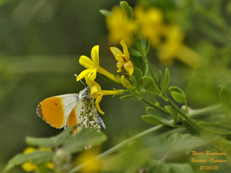 ORANGE-TIP - ANTHOCHARIS CARDAMINES - AURORE