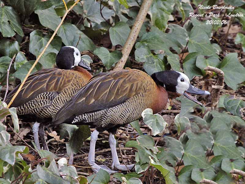 White-faced-Whistling-Duck