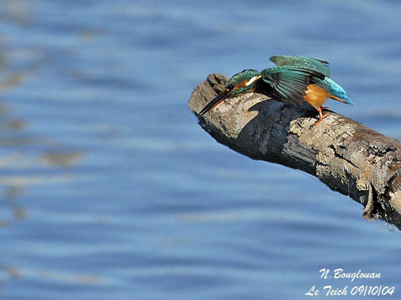COMMON-KINGFISHER-diving
