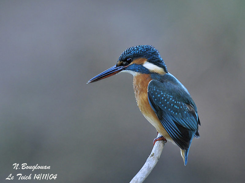 COMMON-KINGFISHER