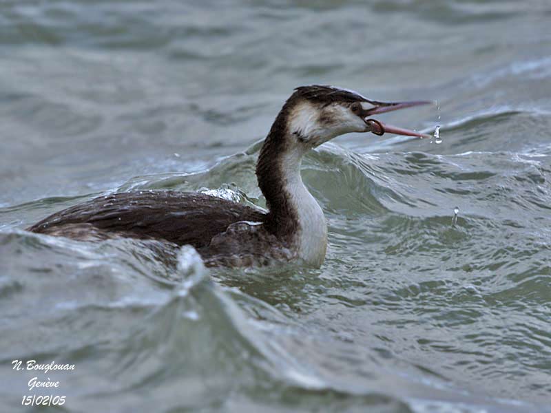 GREAT-CRESTED-GREBE