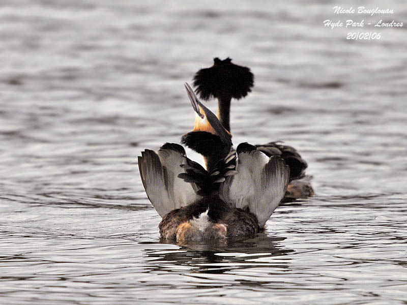 GR-CR-GREBE-display