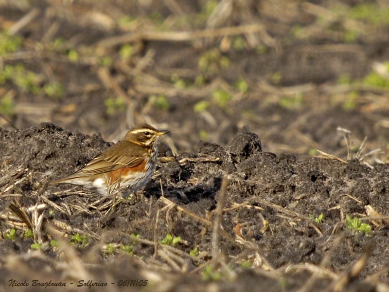 REDWING-adult
