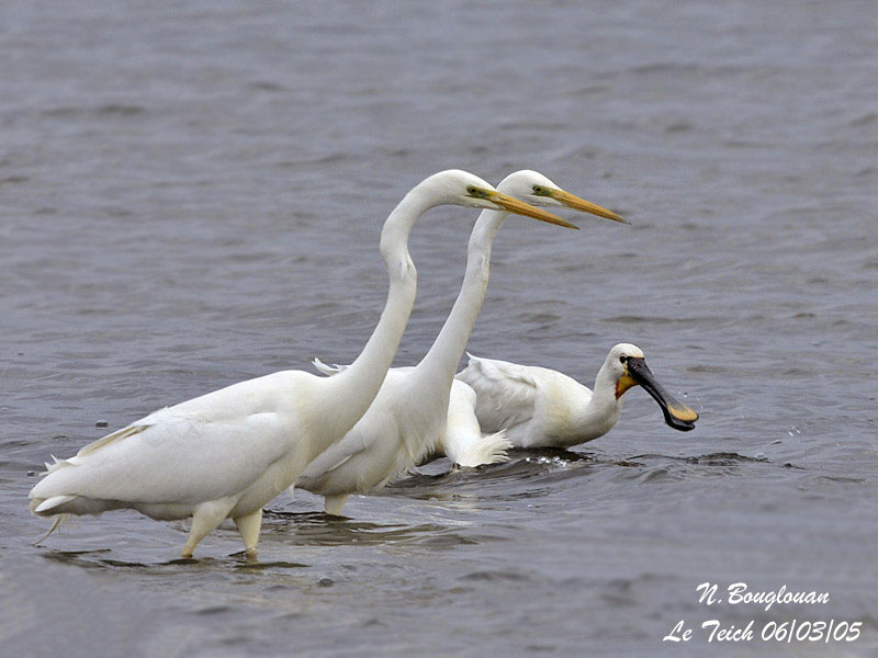 GREAT-EGRET--EURASIAN-SPOONBILL