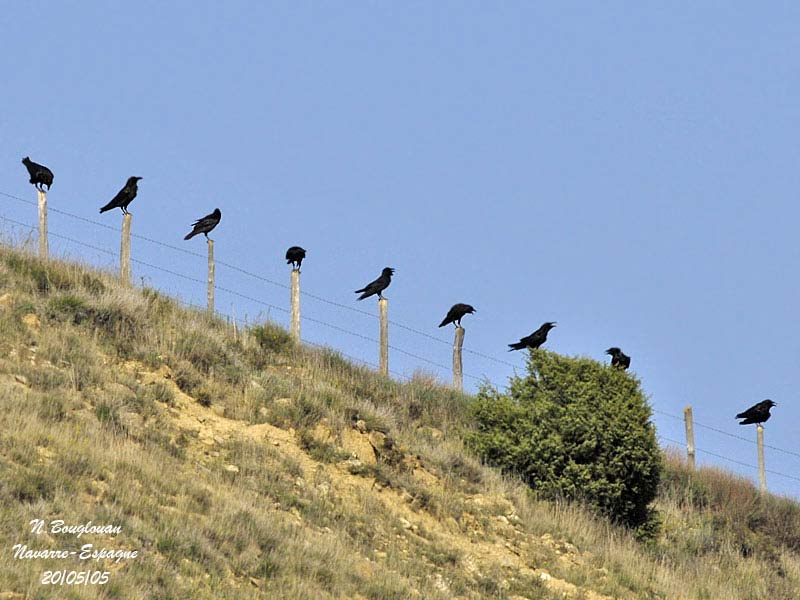 COMMON-RAVEN