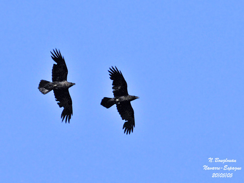 COMMON-RAVEN-flight