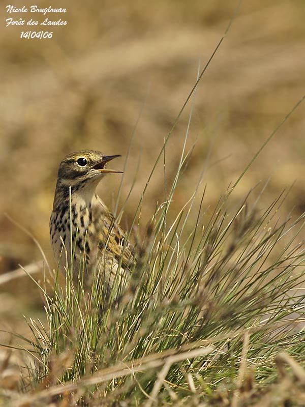 MEADOW-PIPIT