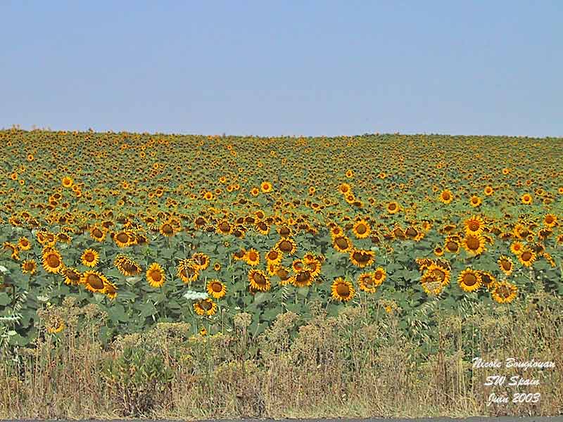 Sunflowers Spain
