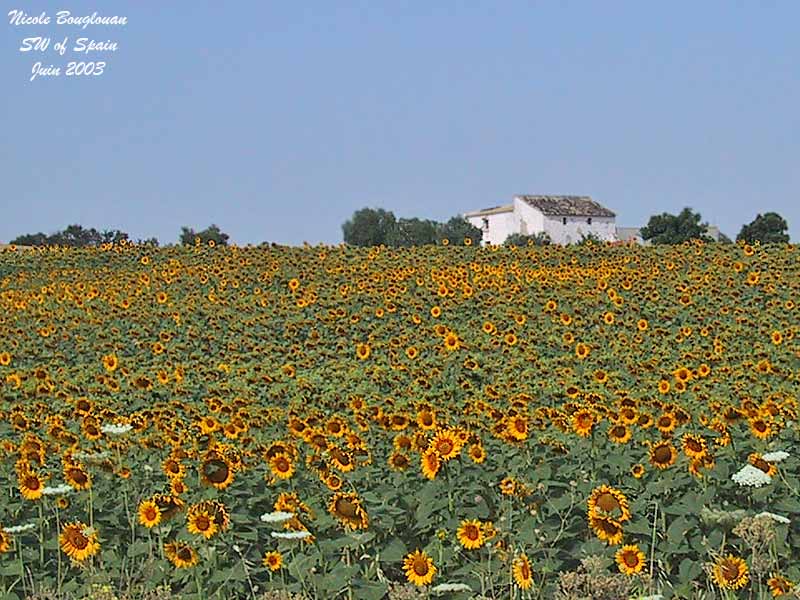 Sunflowers Spain