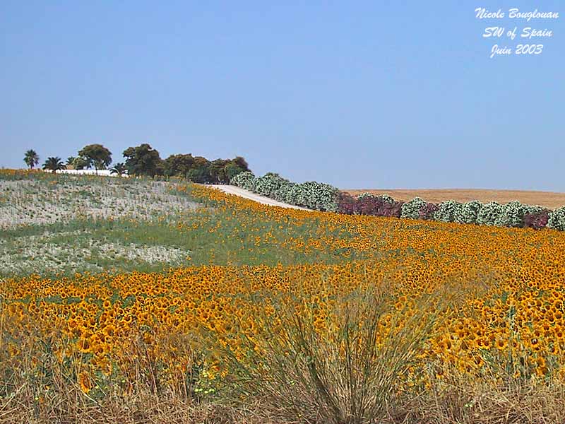 Sunflowers Spain