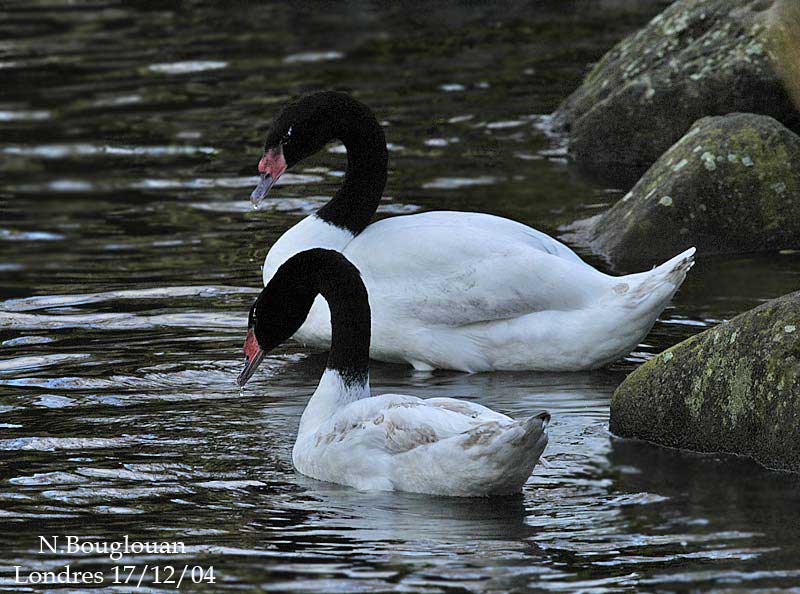 BLACK-NECKED-SWAN