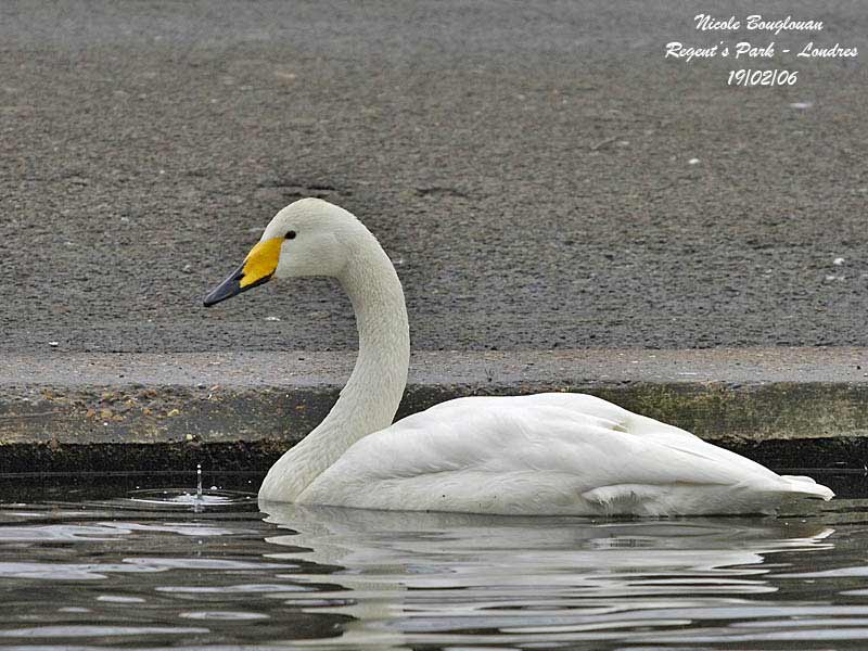 WHOOPER-SWAN