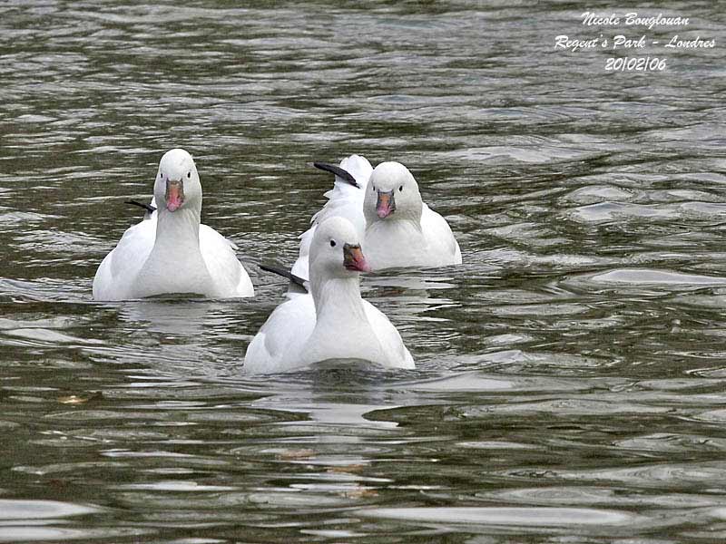 ROSS'S GEESE
