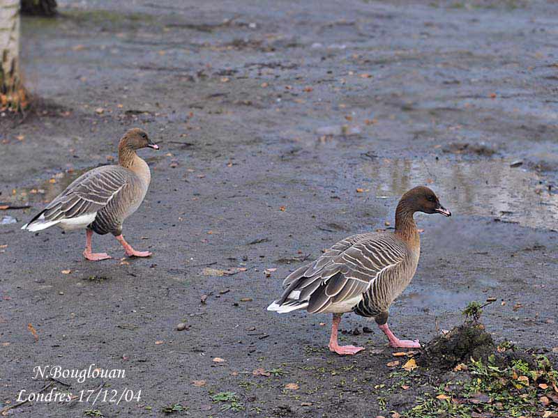 PINK-FOOTED-GEESE